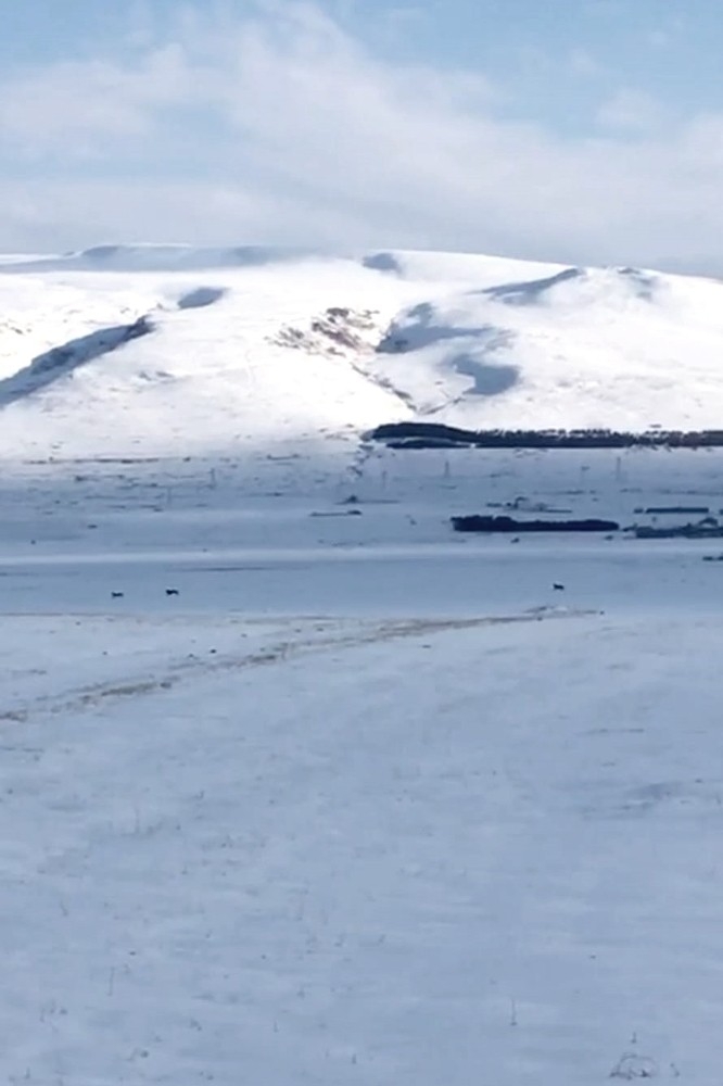 Kurt Sürüsü Yerleşim Alanına İndi