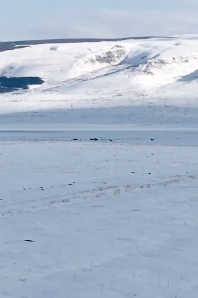 Kurt Sürüsü Yerleşim Alanına İndi