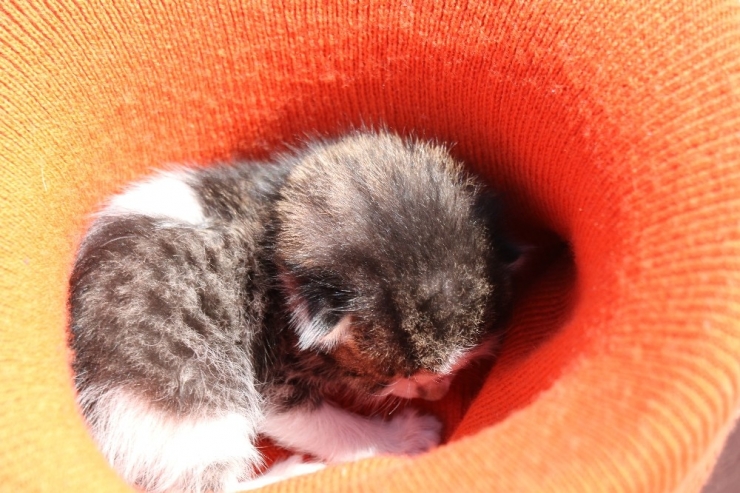 Yavru Kediyi Kalp Masajı Ve Suni Teneffüs Yaparak Hayata Döndürdü
