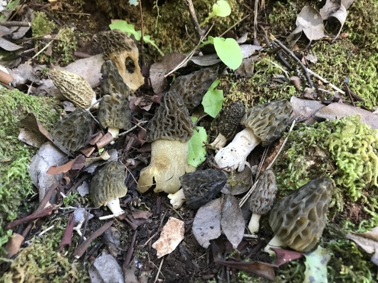 Toprak Altından Çıkıyor, Vücut Direncini Artırıyor