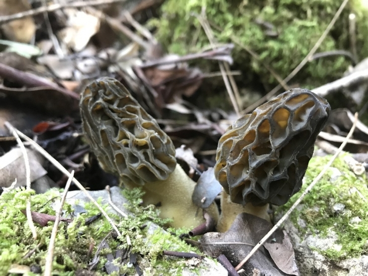 Toprak Altından Çıkıyor, Vücut Direncini Artırıyor