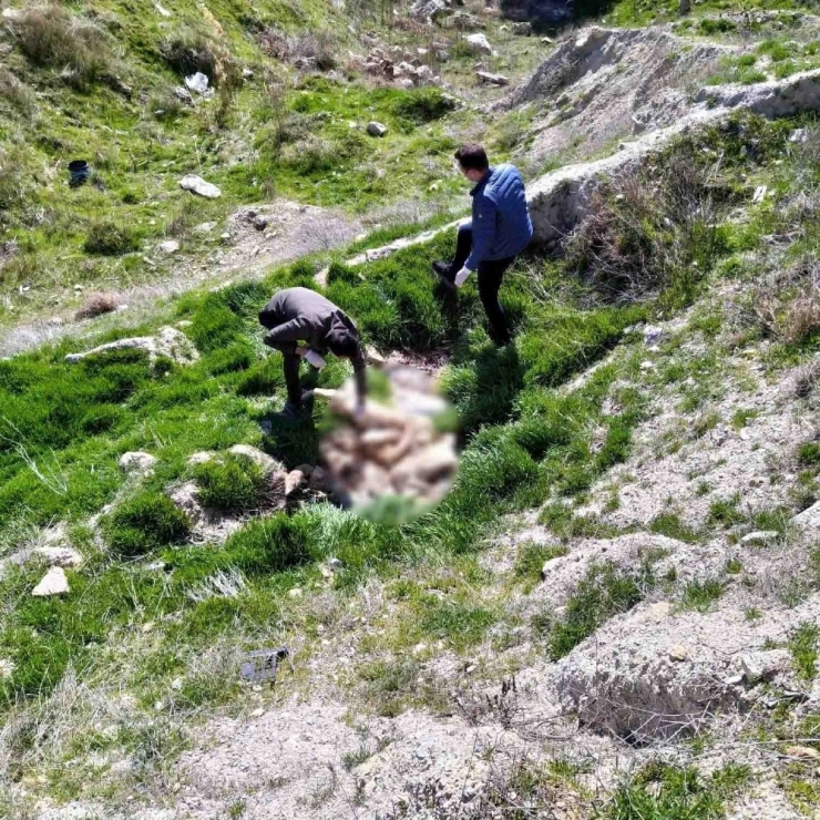 Çivril’de Bir Tilki Ve 4 Köpek Telef Edildi