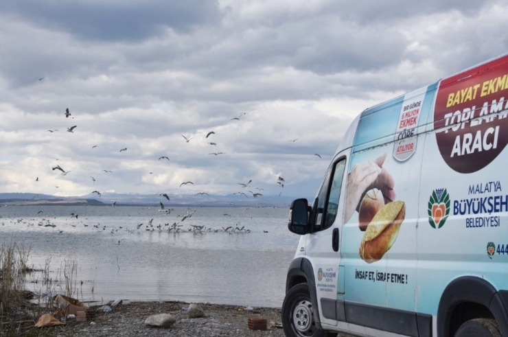 Doğadaki Hayvanlara Yiyecek Takviyesi