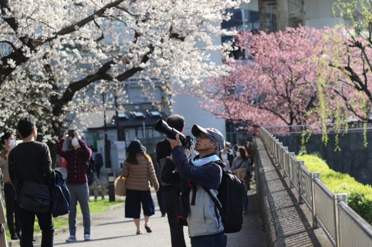 Japonya’da ’Sakura’ Coşkusuna Korona Virüsü Engeli