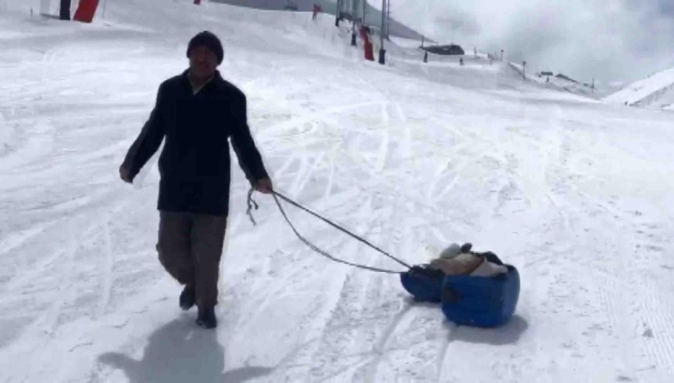 Hasta Buzağıyı Kızakla Veterinere Götürdü
