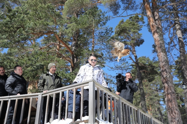 Anne Ayı Ve Yavrularının Kar Keyfi