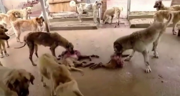 Barınakta Aç Kalan Köpekler Birbirine Yedi