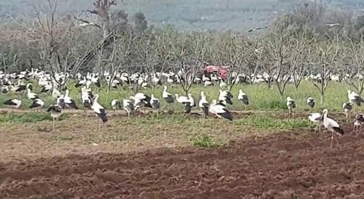 Leyleklerin İstilası