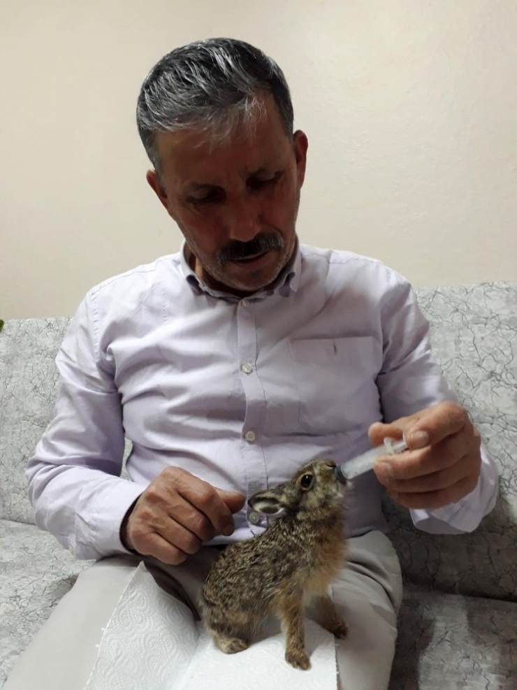 Ormanda Ölmek Üzereyken Buldu, Gözü Gibi Bakıyor