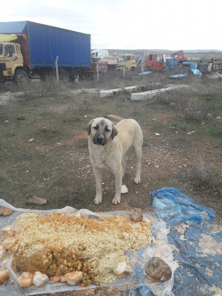 Korona Virüs Sokak Hayvanlarını Unutturmadı