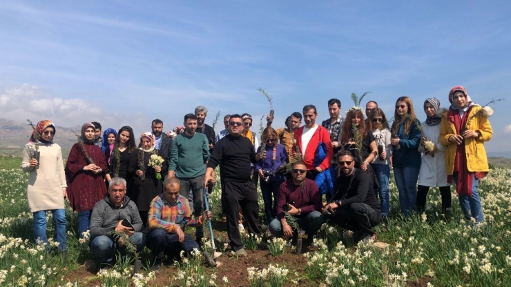 Atatürk Baraj Kenarında Doğal Nergis Bahçesi