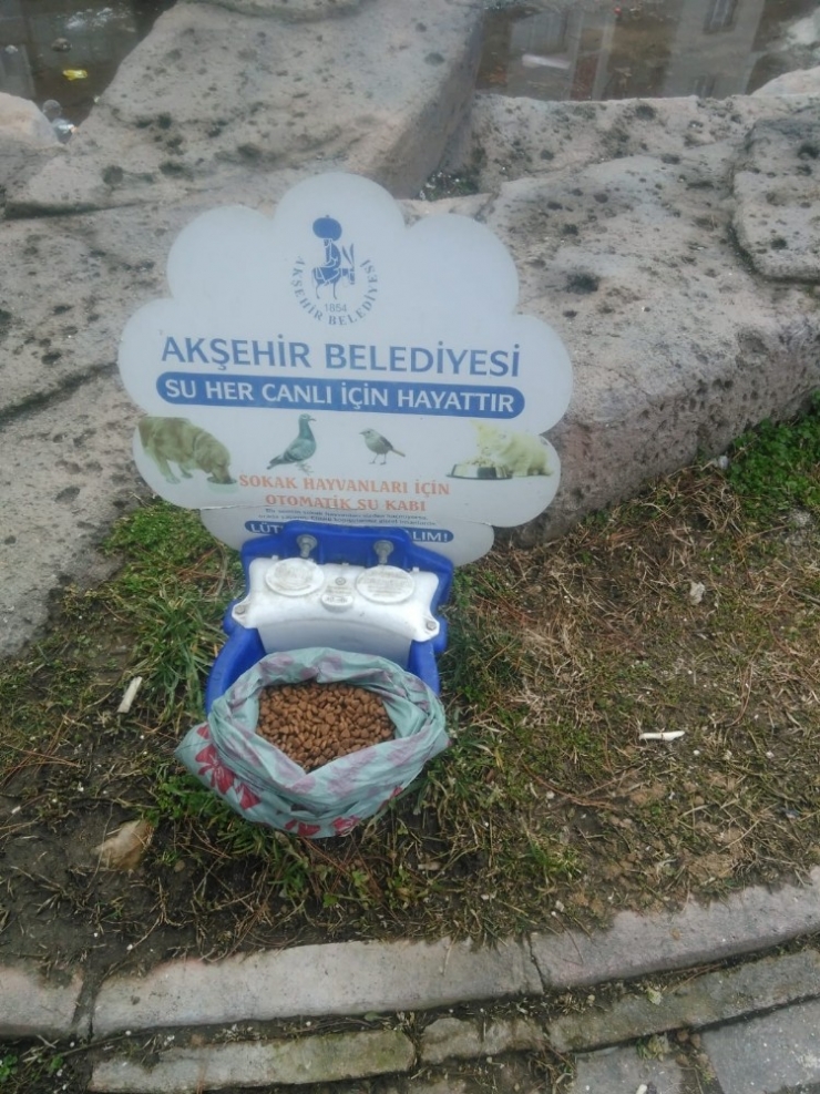 Akşehir’de Sokak Hayvanları Unutulmuyor
