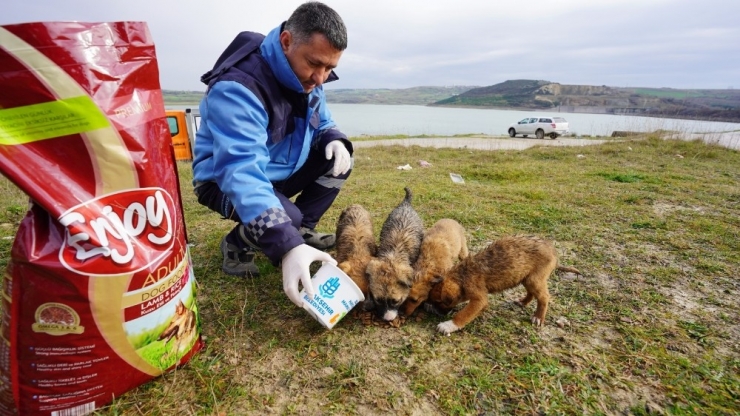 Başakşehir’de Sokak Hayvanları Yalnız Değil