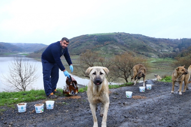 Başakşehir’de Sokak Hayvanları Yalnız Değil