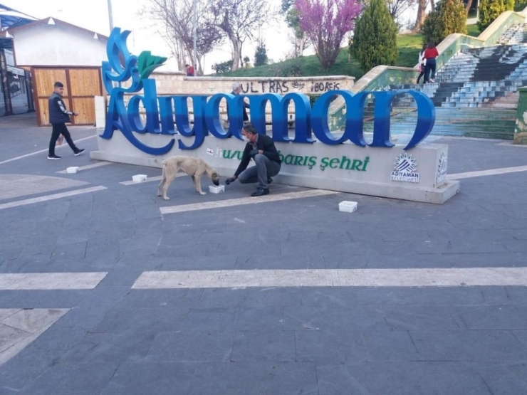 Adıyaman Belediyesi, Sokak Hayvanları İçin Mama Ve Yem Bıraktı