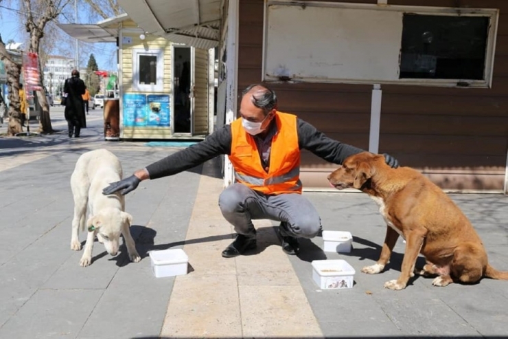 Adıyaman Belediyesi, Sokak Hayvanları İçin Mama Ve Yem Bıraktı