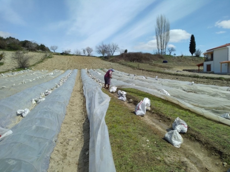 Tütüncülerin Telaşı Başladı