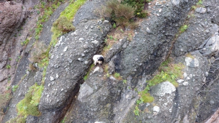 Keçi Dağda Mahsur Kaldı