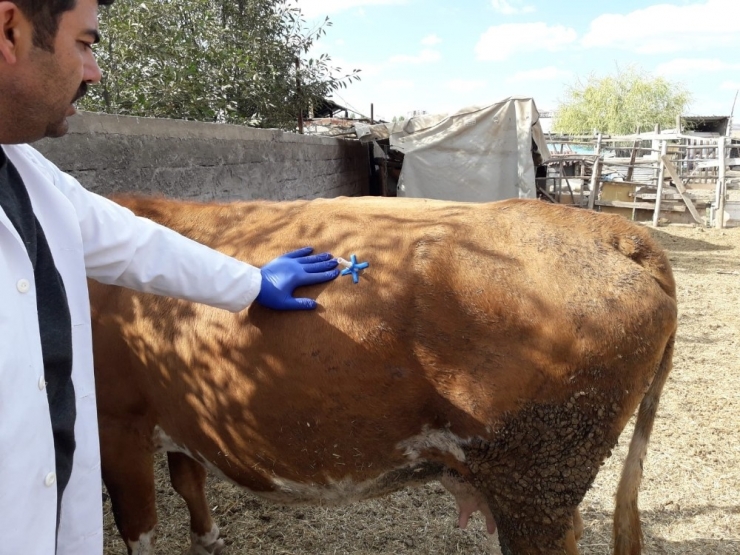 Sivas’ta Bir Veteriner Hekim, İneklerin Karında Gaz Ve Sıvı Birikimini Ortadan Kaldıran Ürün Geliştirdi