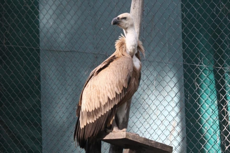 Tedavi Edilen Kızıl Akbaba Doğaya Bırakıldı