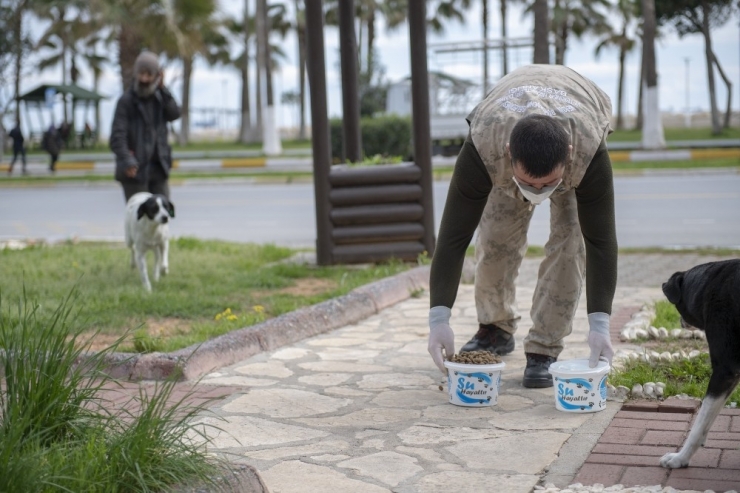Mersin’de Sokak Hayvanları İçin Birçok Noktaya Mama Bırakılıyor
