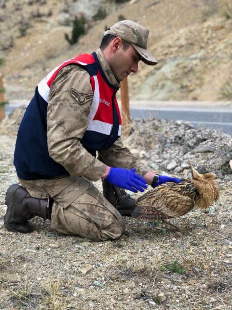 Yaralı Balaban Kuşuna Jandarmadan Şefkat Eli