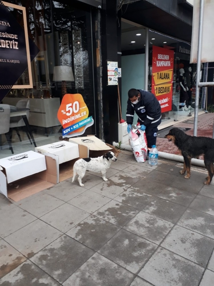 Biga Belediyesi Sokak Hayvanlarını Unutmuyor