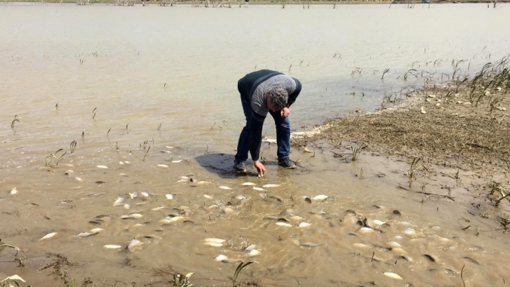 Tarladan Balık Topladılar