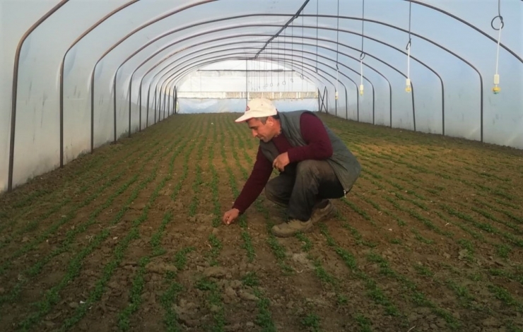 Sebze Üreticisi Küçülmeye Gitti