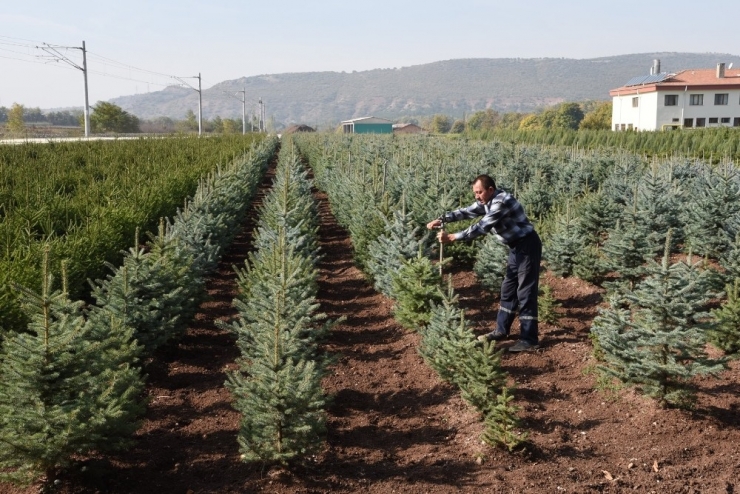 Fidan Satışlarına Ara Verildi