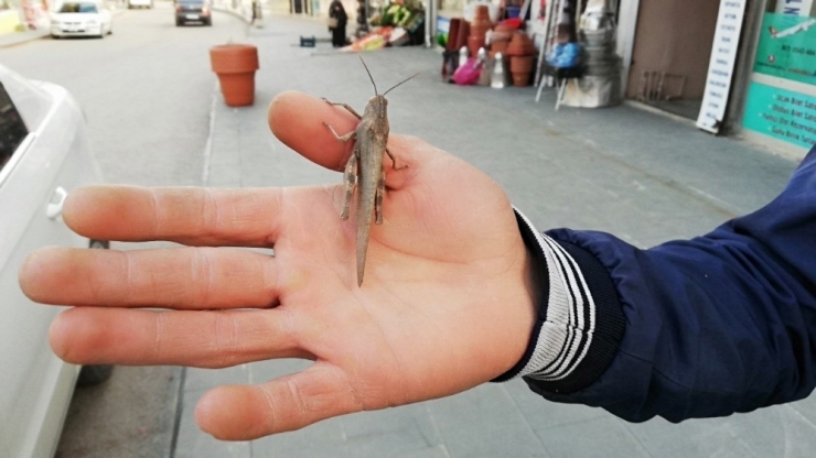 Şemdinli’de Çekirge Görülmesi Şaşırttı