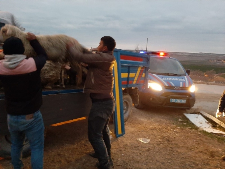 Jandarma Çalınan Küçükbaş Hayvanları Buldu Sahiplerine Teslim Etti