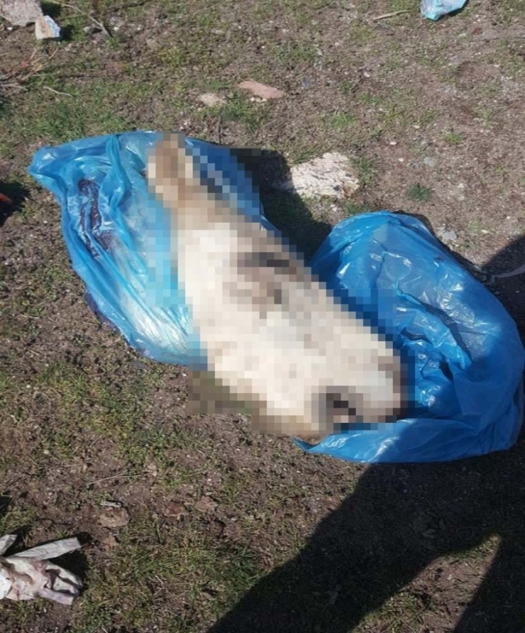 Kaçak Hayvan Eti Operasyonunda 2 Kişiye 27 Bin 868 Tl Para Cezası Kesildi