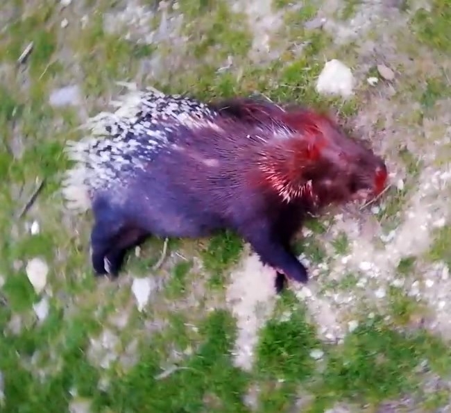 "Eti Lezzetli" Dediler Koruma Altındaki Kirpiyi Avladılar