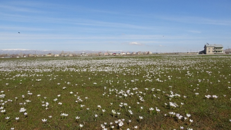 Baharın Müjdecisi Kardelenler Muş Ovası’nı Süsledi
