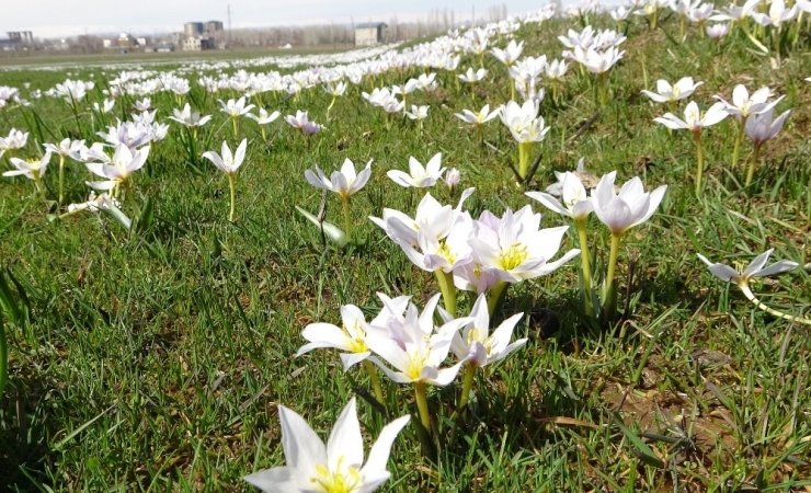 Baharın Müjdecisi Kardelenler Muş Ovası’nı Süsledi