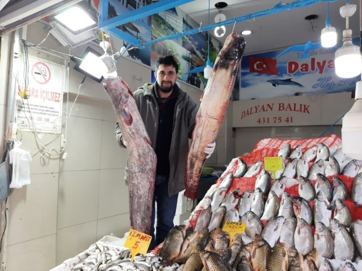 65 Kilogramlık Yayın Balığı Yakaladı