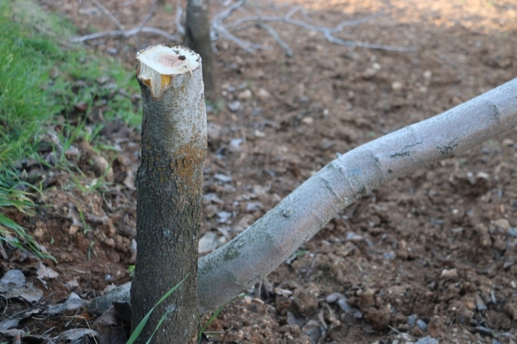 Gözü Gibi Baktığı Fıstık Ağaçlarını Kesen Şahısların Yakalanmasını İstiyor