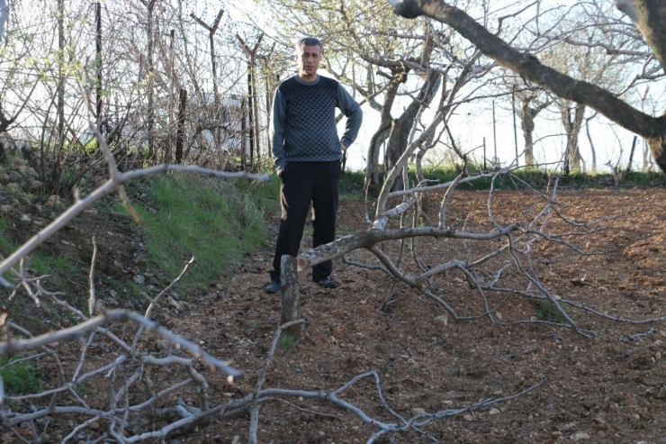Gözü Gibi Baktığı Fıstık Ağaçlarını Kesen Şahısların Yakalanmasını İstiyor