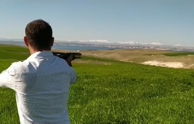 Tarlada Görülen Domuzlar Havyan Sahiplerini Korkutuyor