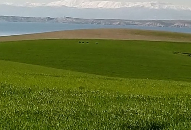 Tarlada Görülen Domuzlar Havyan Sahiplerini Korkutuyor