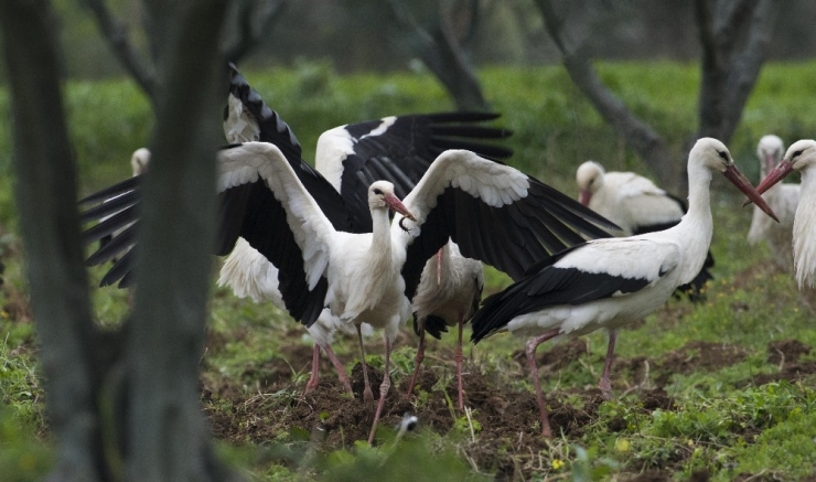 Binlerce Leylek Bursa’da Mola Verdi