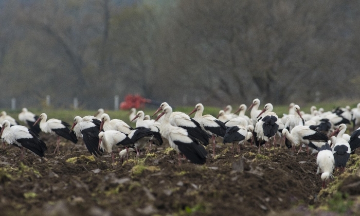 Binlerce Leylek Bursa’da Mola Verdi