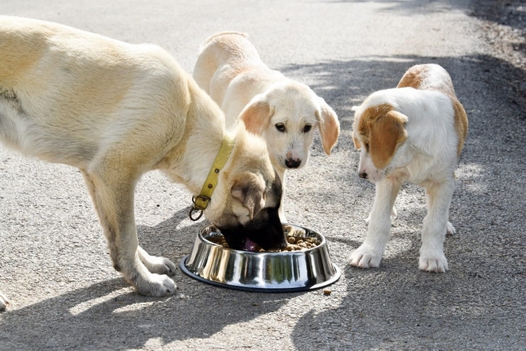 Aliağa’da Sokak Hayvanları Unutulmadı, Vatandaşlar Bilgilendirildi