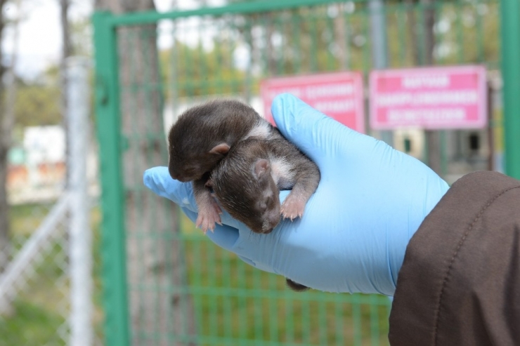 Sansar Yavrularına Belediye Sahip Çıktı