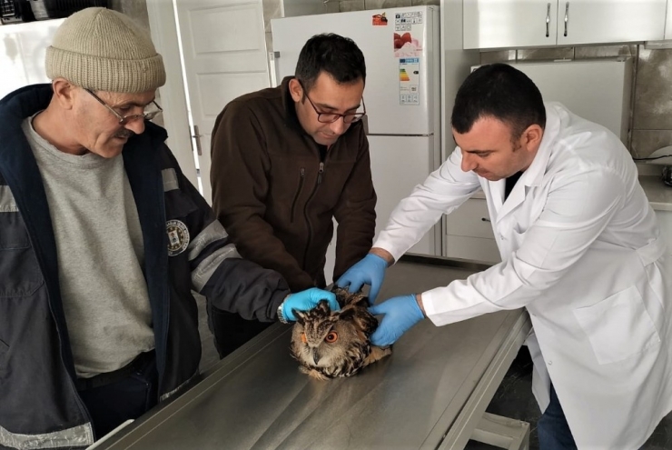 Yaralı Baykuş Tedavi Altına Alındı