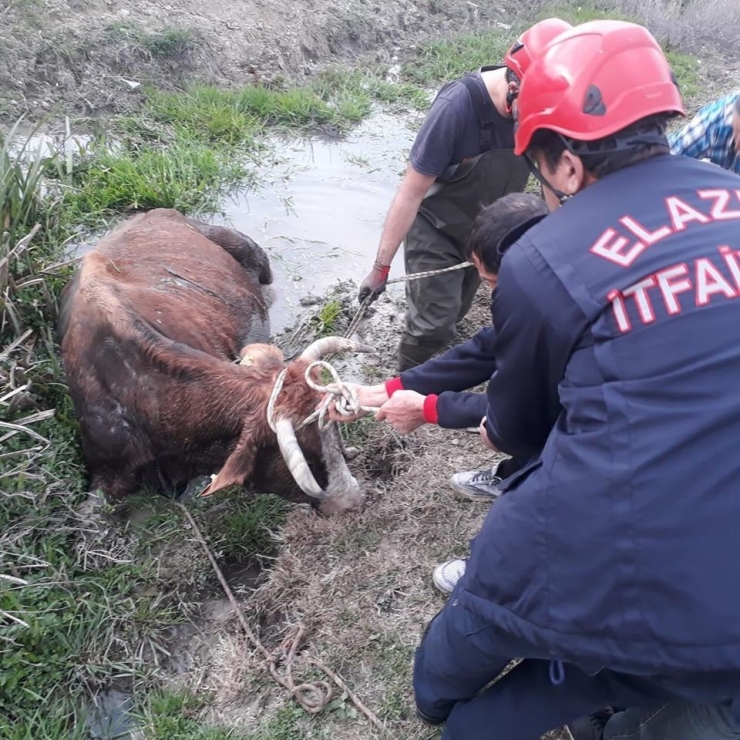 Bataklığa Saplanan İnek Kurtarıldı