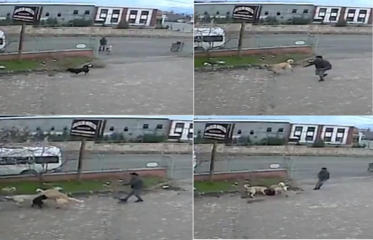 Köpeğe, Köpekle İşkence Anı Kamerada