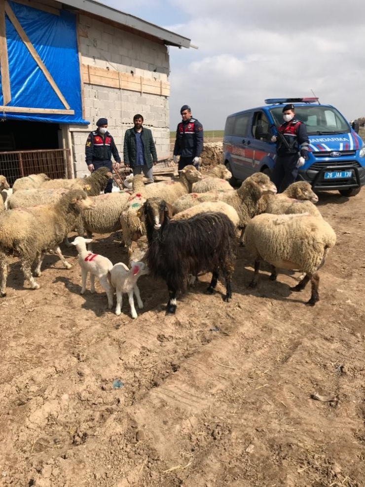 Koyun Hırsızları Jasat Ekiplerince Yakalandı