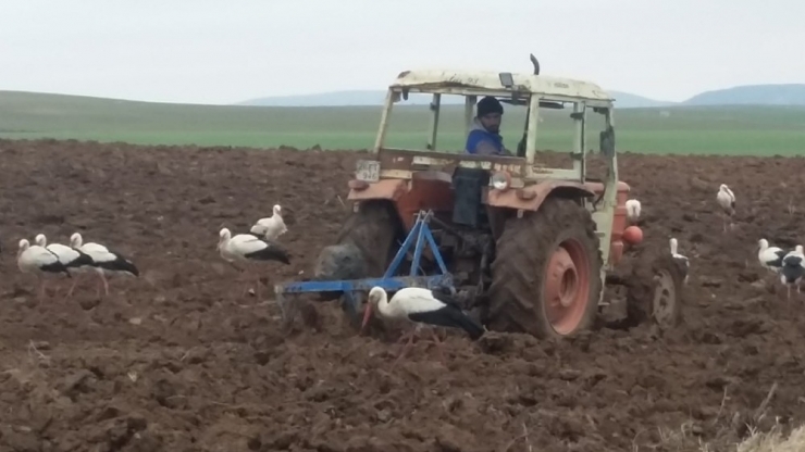 Göç Yolundaki Leyleklerin Beslenme Çabası